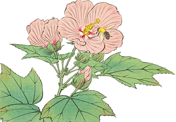 PNG画像｜芙蓉と蜜蜂 日本画アンティークイラスト素材