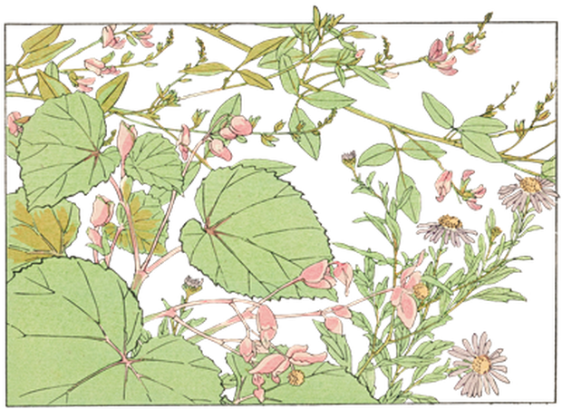 PNG画像｜秋海棠（しゅうかいどう）と野菊日本画アンティークイラスト素材