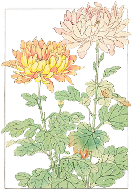 PNG画像｜菊の花 日本画アンティークイラスト素材