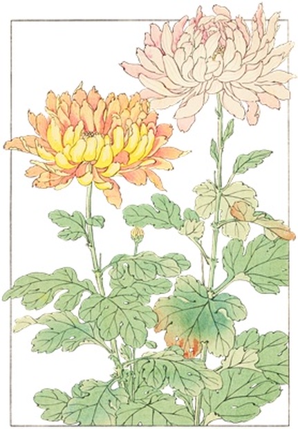 日本画 菊の花 絵画 レトロ 希少 日本画 菊の花 絵画 レトロ 希少