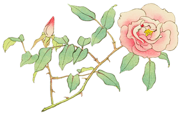 PNG画像｜薔薇（ローズ）日本画アンティークイラスト素材