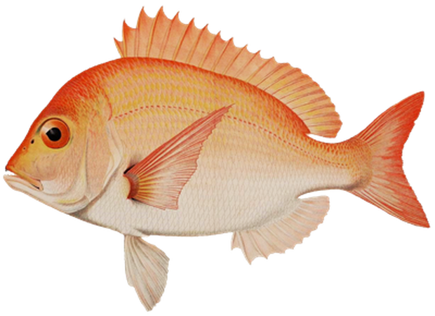 PNG画像｜鯛・金魚・巻き貝　アンティークイラスト素材