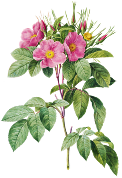 PNG画像｜野薔薇（ワイルドローズ） アンティークイラスト素材