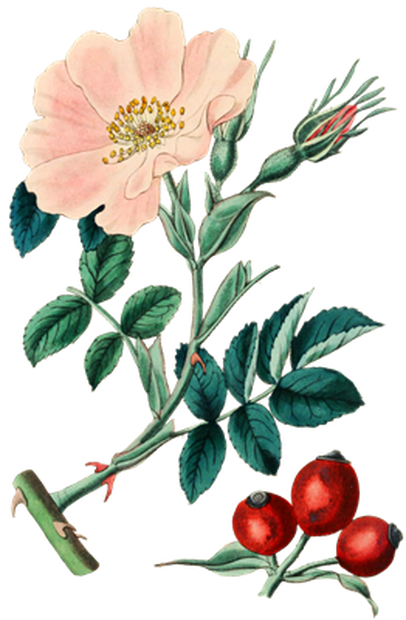 PNG画像｜薄紅色の野薔薇　アンティークイラスト素材