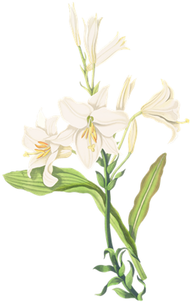 PNG画像｜白百合の花 アンティークイラスト素材