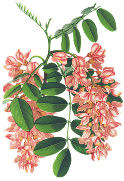 PNG画像｜ニセアカシアの花　アンティークイラスト素材