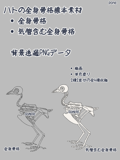 ハトの全身骨格標本イラスト素材