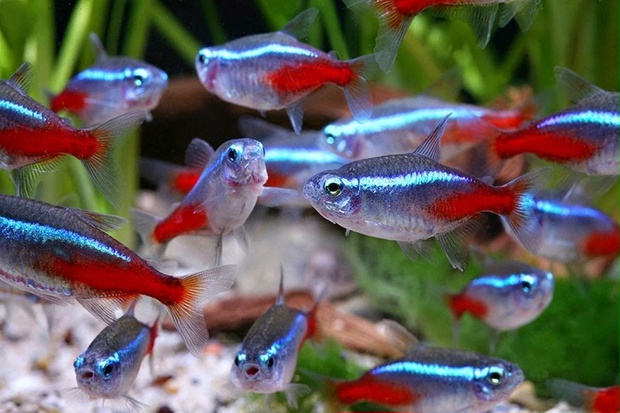 Heon Fish