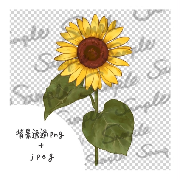 ひまわりのイラストの手書き素材（おしゃれで綺麗なイメージのリアルな向日葵）SF001