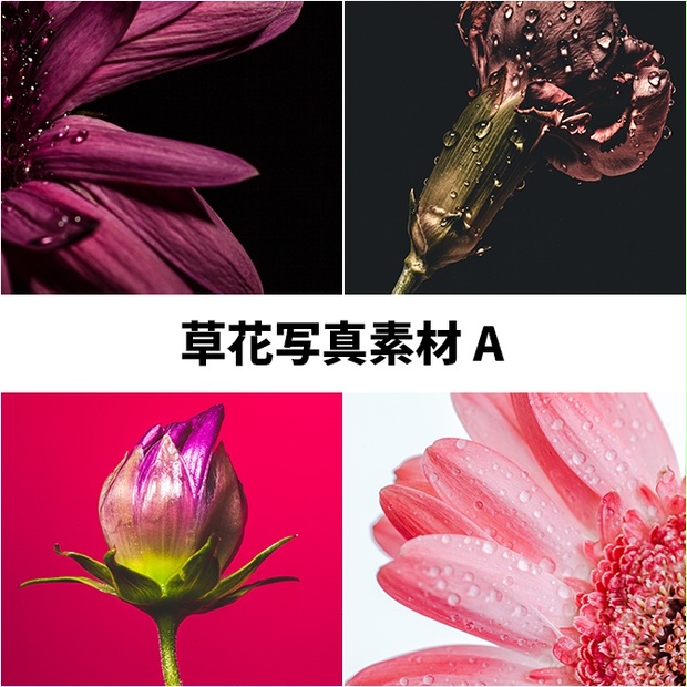 草花写真素材a Po Po Factory Booth