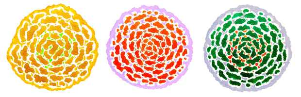 三色の花のセット No.1