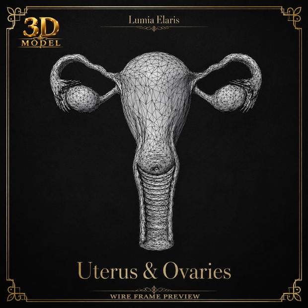 🧠 Uterus & Ovaries 3D Model / 子宮・卵巣3Dモデル / 자궁·난소 3D 모델