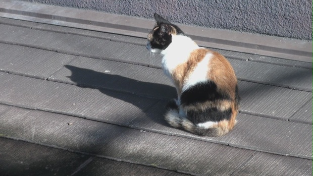 屋根の上の猫