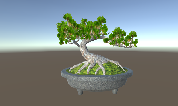 盆栽　松　bonsai