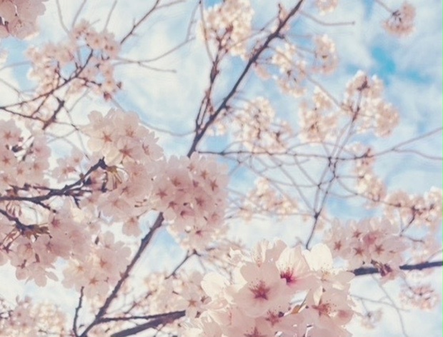 「花衣ーhanagoromo」