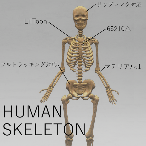 【オリジナル3Dモデル】Human Skeleton