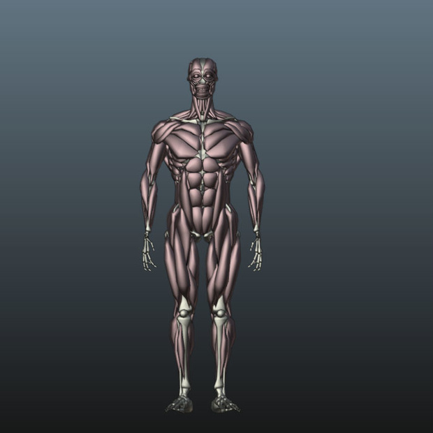 解剖学　解体　人体　3d