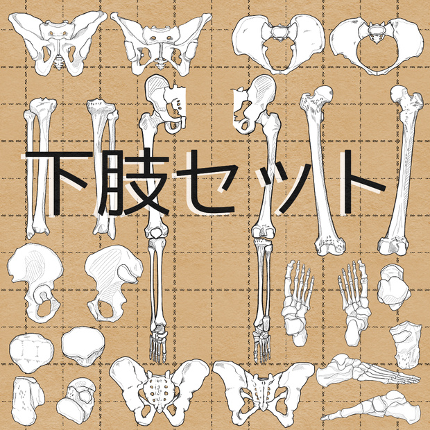 下肢セット売り　透過なしver．