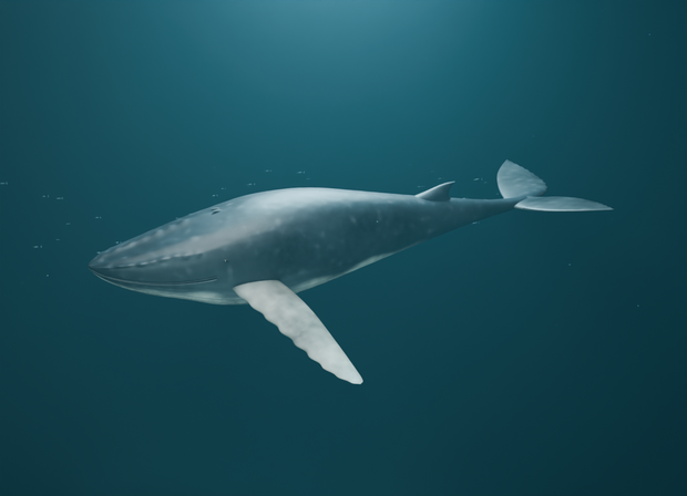 巨きな隣人｜ザトウクジラ・遊泳ループ付き3D素材【Blender / GLB】
