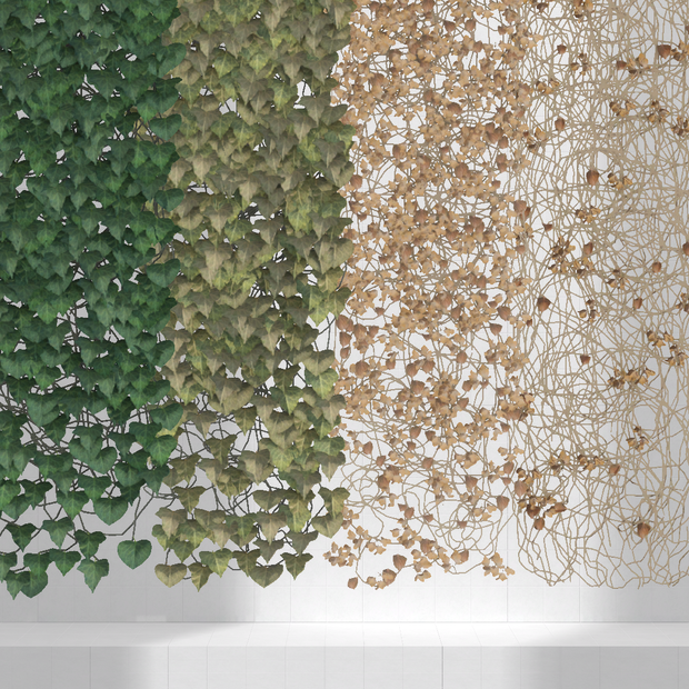 Ivy wall×4