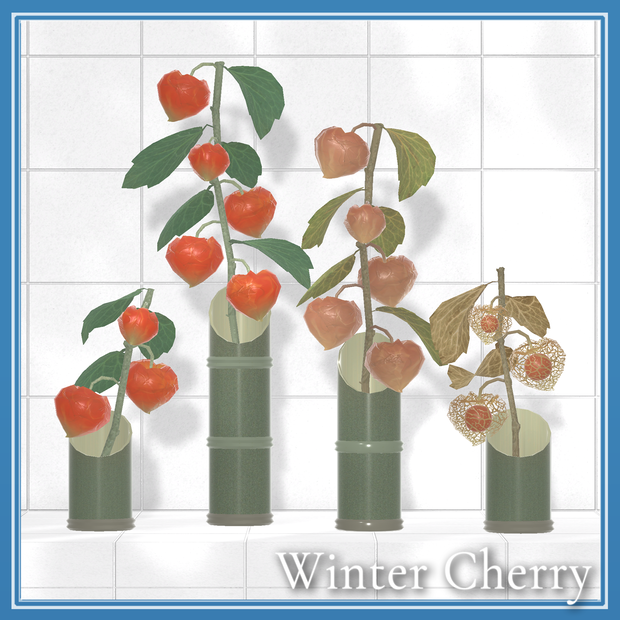 Winter Cherry