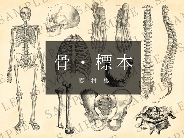 【無料/有料】骨・標本 素材集