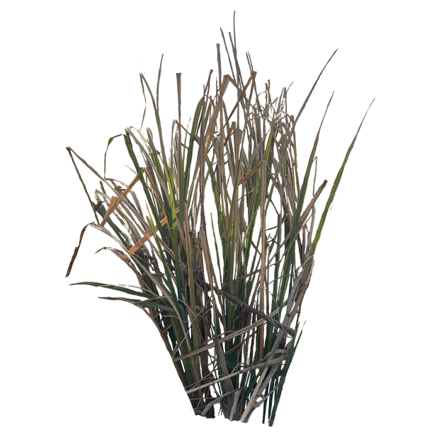雑草grass切り抜き素材二色三種類(アルファ含む)png形式