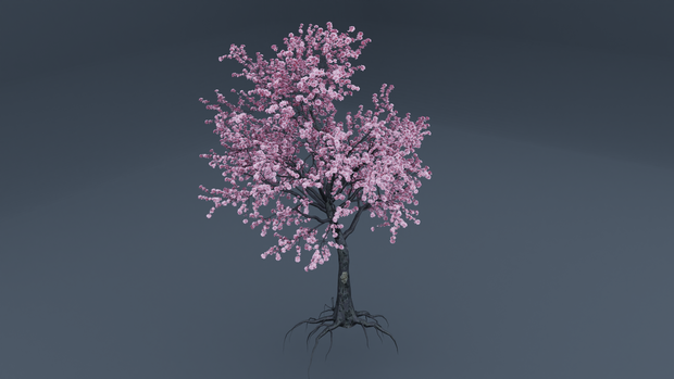 JAPANESE SAKURA TREE - 満開の桜