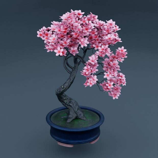 SAKURA BONSAI TREE - 桜盆栽 - Traditional Japanese Plant Prop