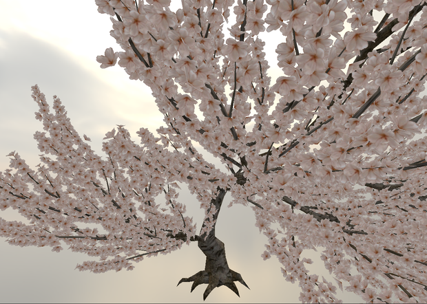 花びらが板じゃない桜