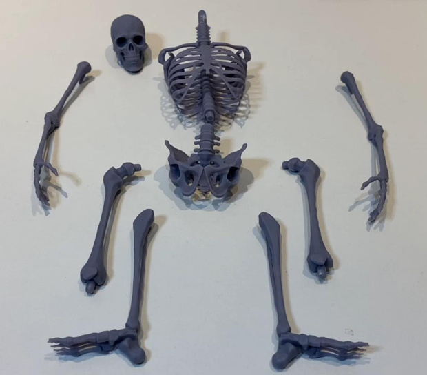 『人間全身骨格 30cm』stlデータ