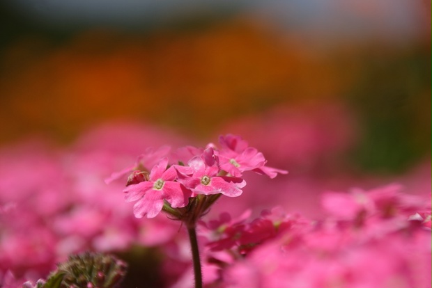 フリー素材 花 Dekutikiphotoshop Booth