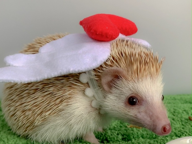 装飾に^ ^天使の羽スワッグ〜花かんむりを添えて angel's