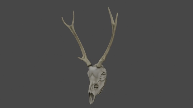 『鹿の頭蓋骨』3Dモデル△4088