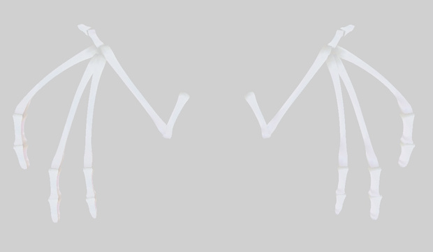 【VRChat想定】骨の翼