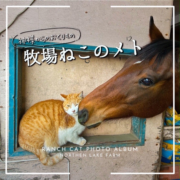 神様からの贈り物ー牧場猫のメト　写真集　suomiaaki　BOOTH