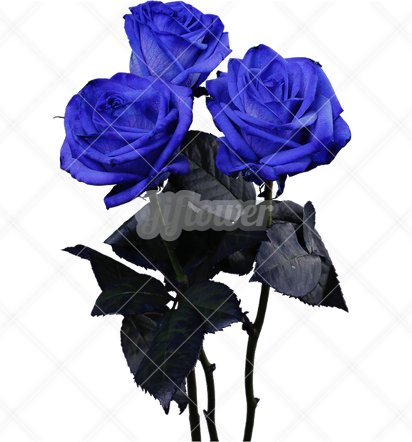ブルーバラ・トリプル画像／透過PNG