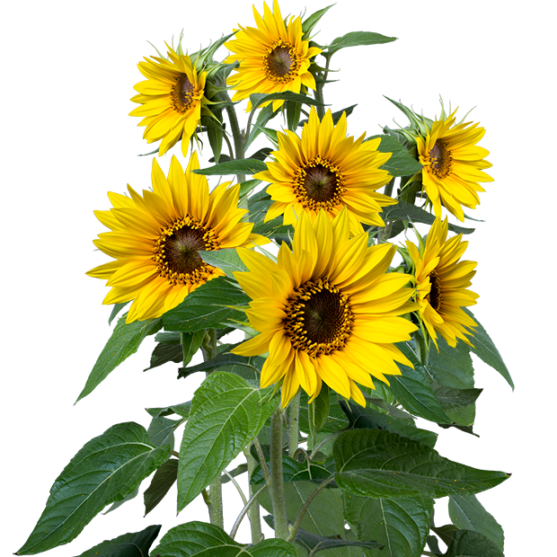 ひまわりの花7本立ち透過PNG画像一式