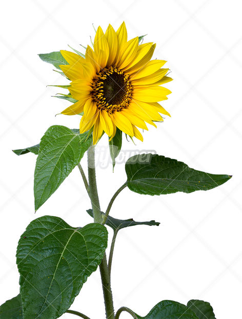 ひまわりの花、左から右透過PNG-004