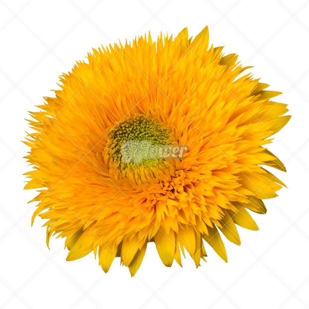ひまわり、ふさふさの花一輪透過PNG-005