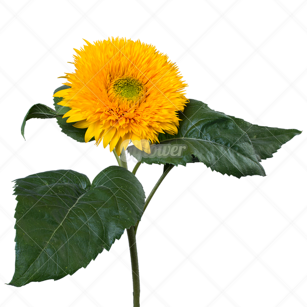 ひまわり、ふさふさの花3点透過PNG-006
