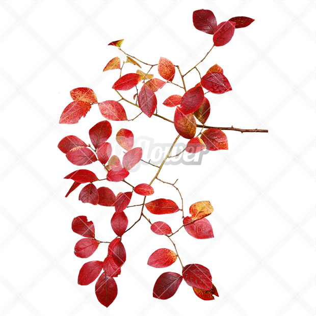 紅葉・切り抜き葉画像・透過PNG-002