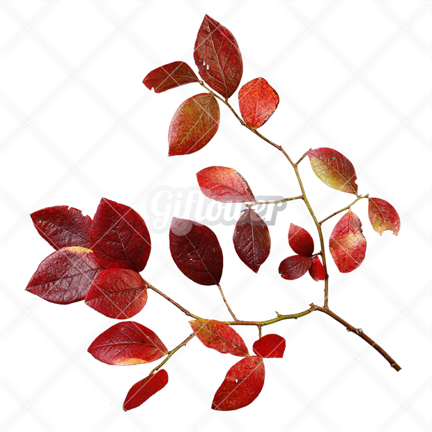 紅葉・切り抜き葉画像・透過PNG-003