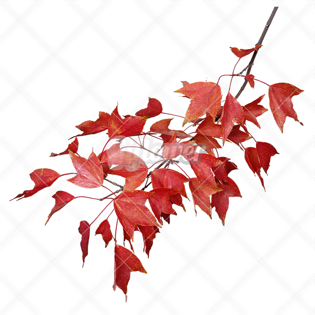 紅葉・切り抜き葉画像・透過PNG-004