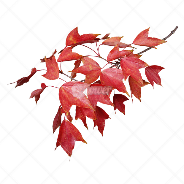 紅葉・切り抜き葉画像・透過PNG-005