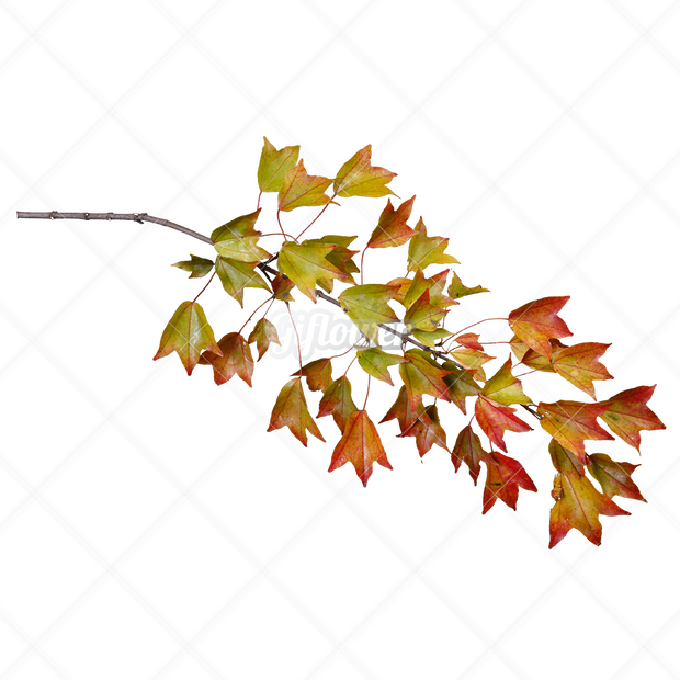 紅葉・切り抜き葉画像・透過PNG-006