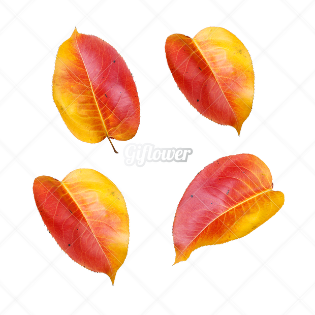 紅葉・切り抜き葉画像・透過PNG-007