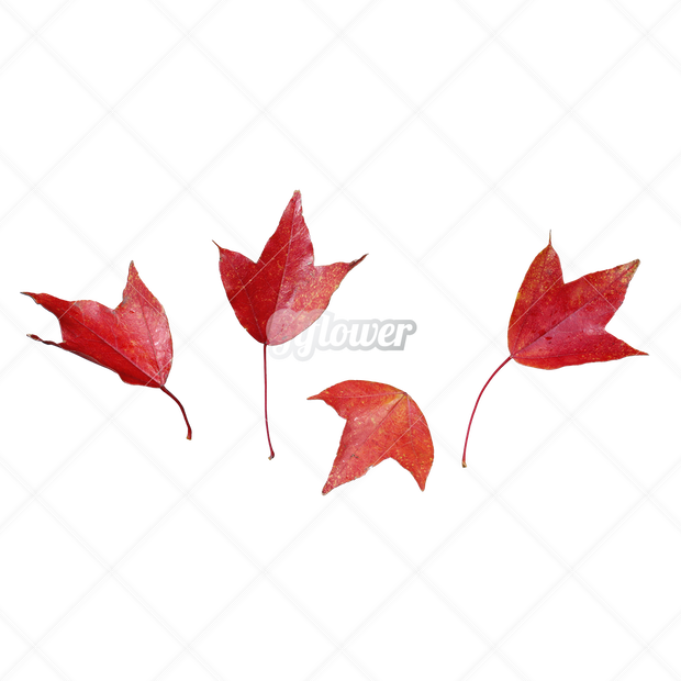 紅葉・切り抜き葉画像・透過PNG-008