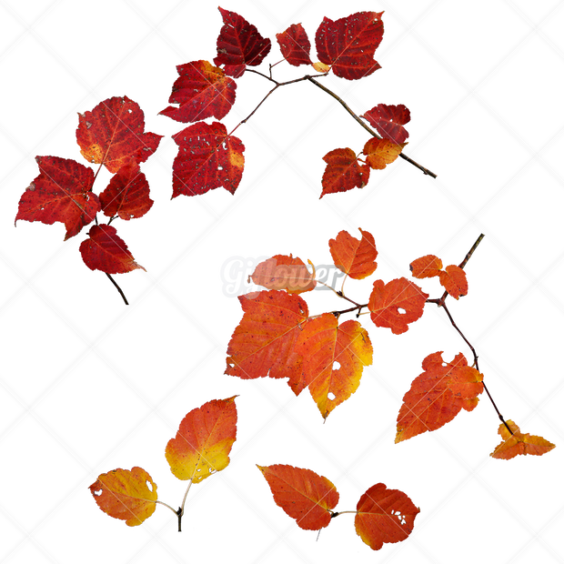 紅葉・切り抜き葉画像・透過PNG-009