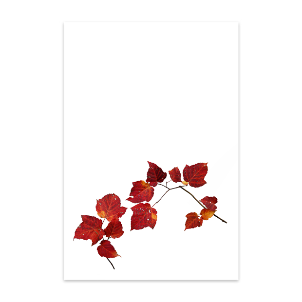 紅葉・ハガキ印刷用切り抜き素材・透過PNG-123